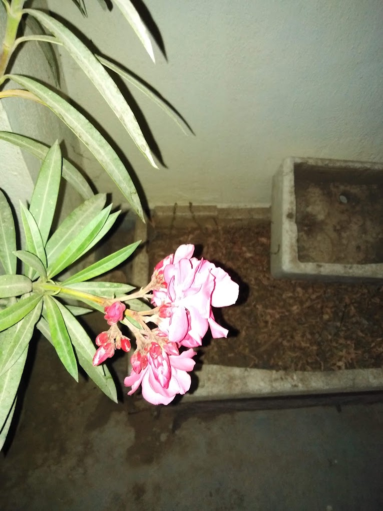 Properties Details 1